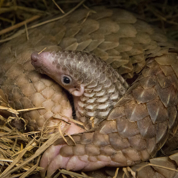 Pangolin