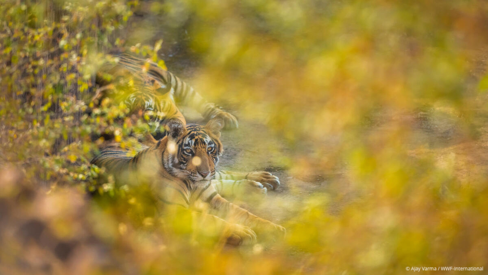 Incredible wildlife that share their homes with tigers