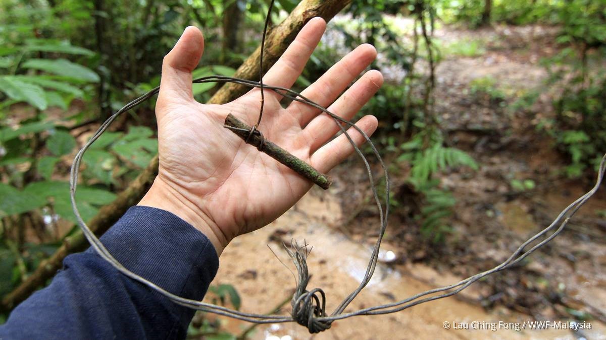 7 things you need to know about Southeast Asia’s snaring crisis