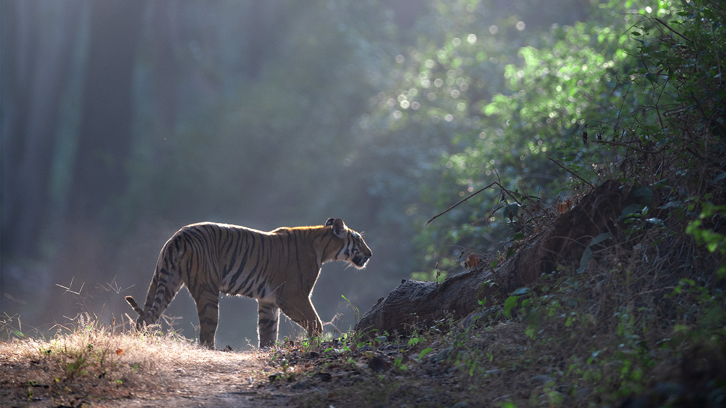 5 incredible ways young people are saving tigers