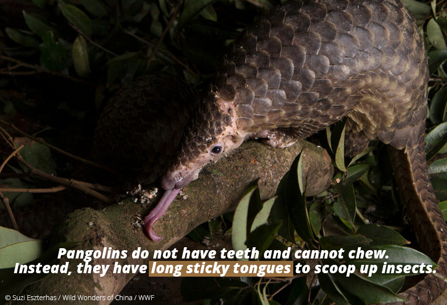 7 Pangolins Facts You Might Not Know | WWF-Singapore