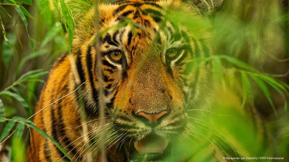 What does the world gain when we protect tigers?