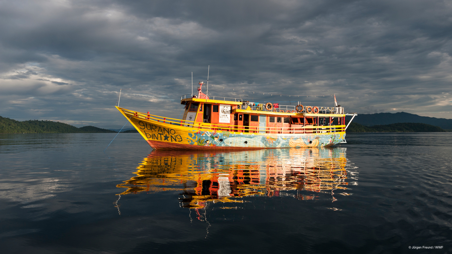 5 Whale Shark Tales from Indonesia’s Islands