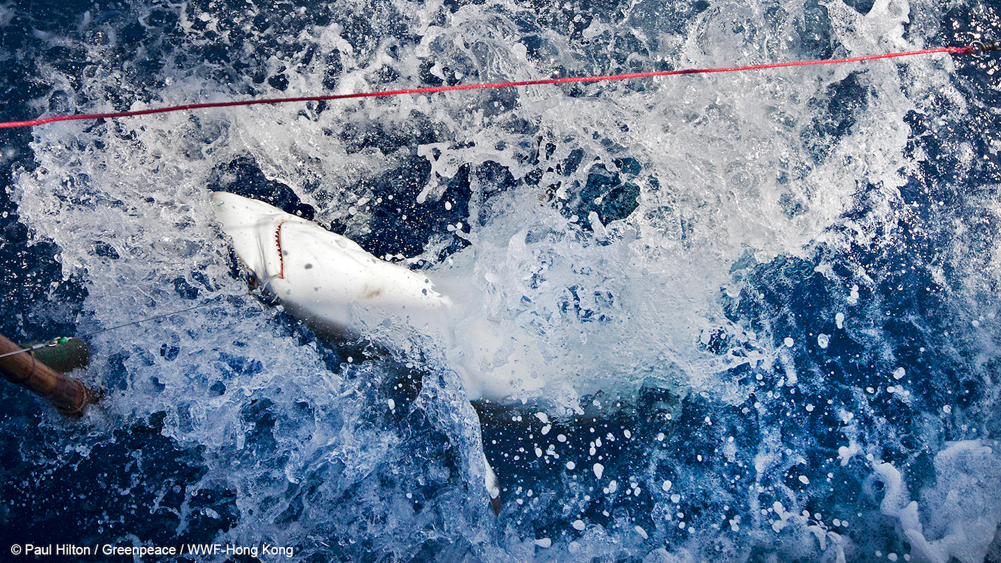 A global wake-up call: Over a third of sharks and rays species pushed towards extinction