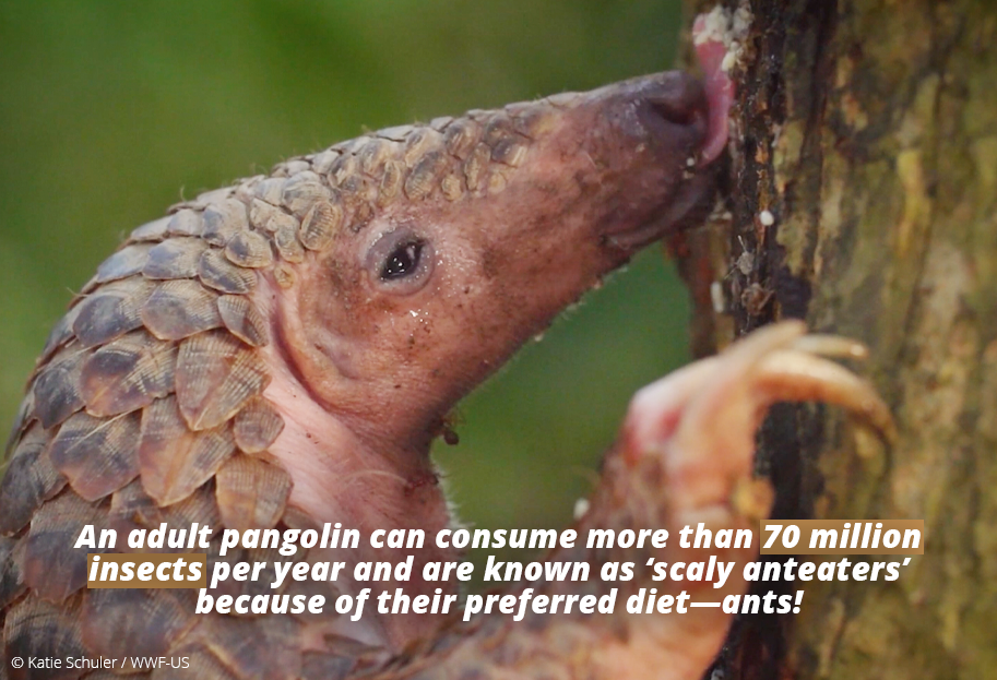 7 Pangolins Facts You Might Not Know | WWF-Singapore