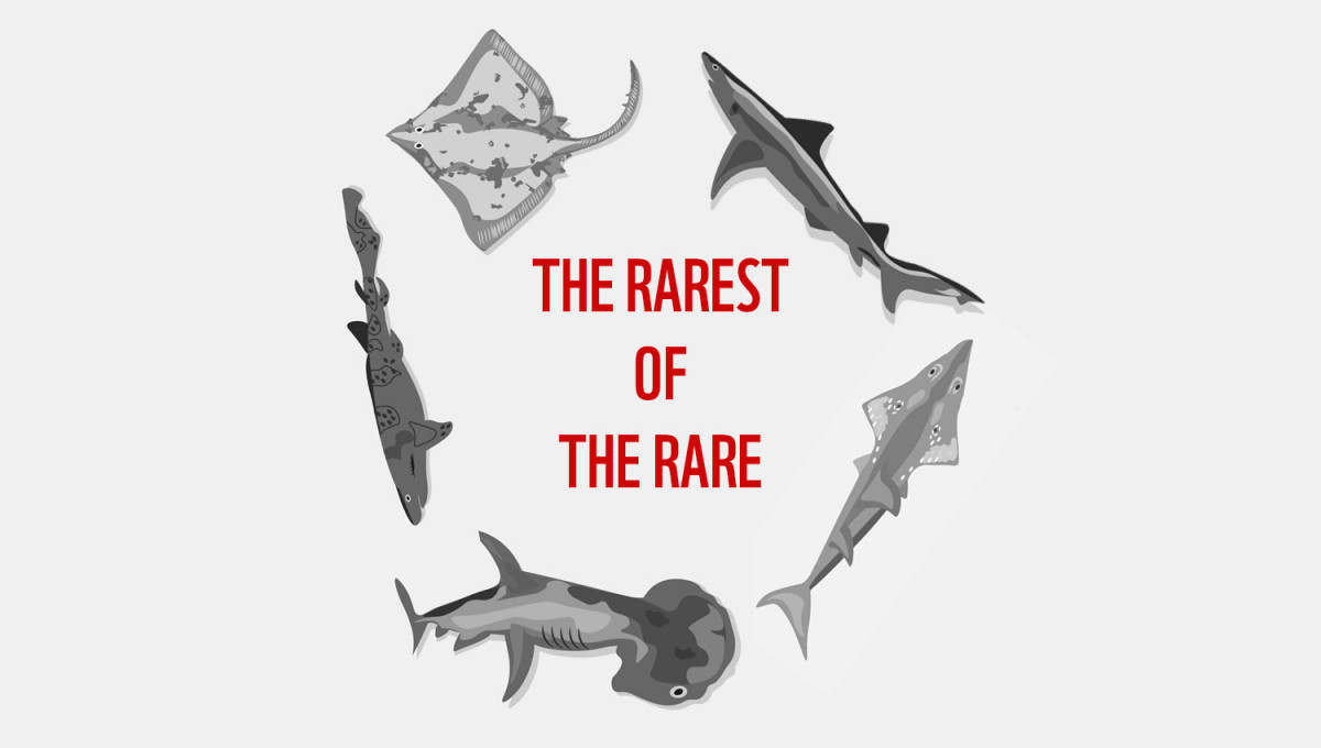 The Rarest of the Rare - five sharks and rays on the brink of extinction