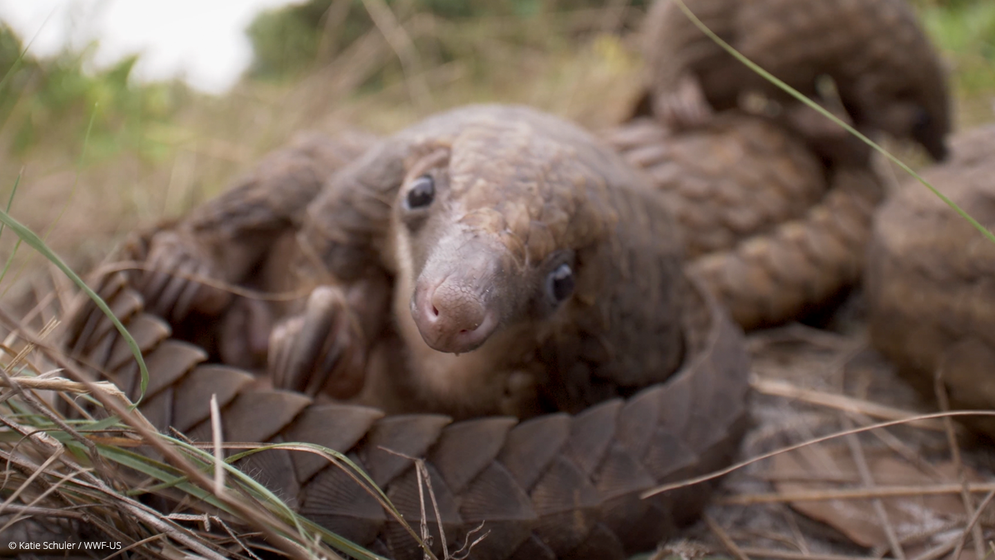 7 Pangolins Facts You Might Not Know